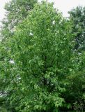 Magnolia acuminata. Крона взрослого растения. Германия, г. Дюссельдорф, Ботанический сад университета. 02.06.2014.