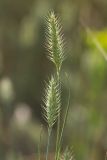 Agropyron pinifolium