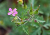 Geranium robertianum