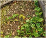 Calla palustris. Побег на высохшем дне озера. Чувашия, окрестности г. Шумерля, ст. Кумашка, оз. Горелое. 11 сентября 2009 г.