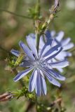 Cichorium intybus