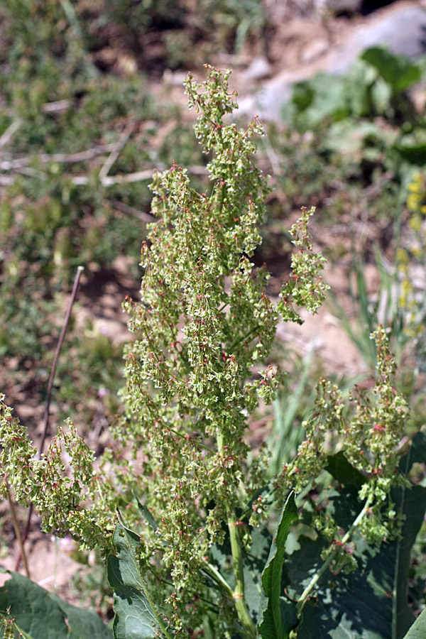 Изображение особи Rumex tianschanicus.