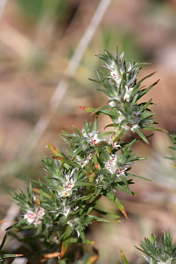 Image of Polygonum paronychioides specimen.