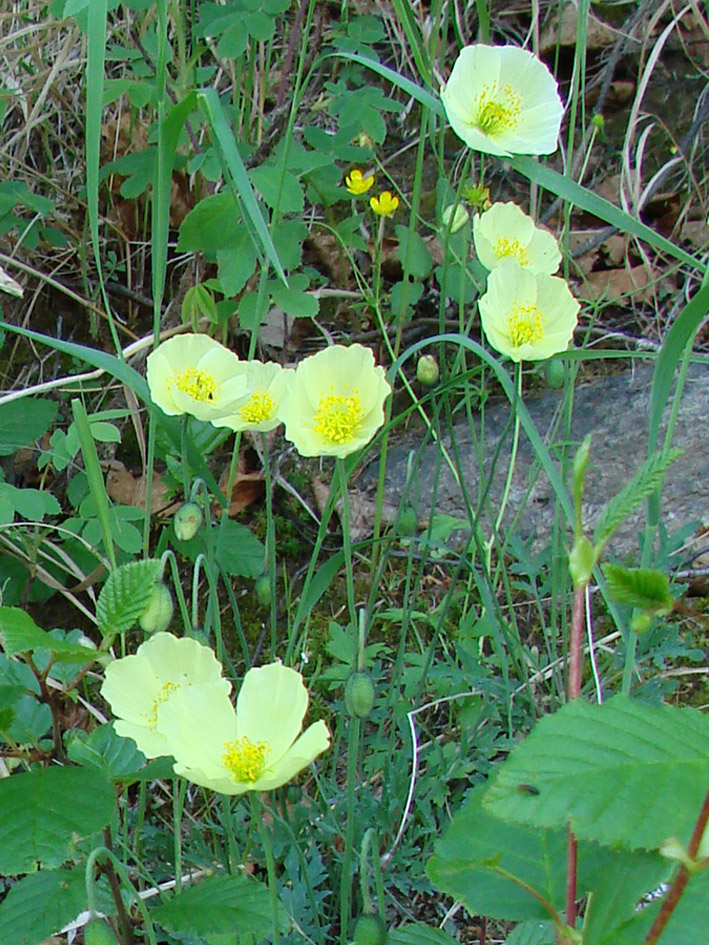 Image of Papaver nudicaule ssp. gracile specimen.