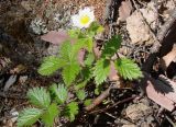 Potentilla inquinans. Цветущее растение. Якутия (Саха), Алданский р-н, берег р. Тимптон, 200 км от устья склон с выходами коренных пород. 06.06.2011.