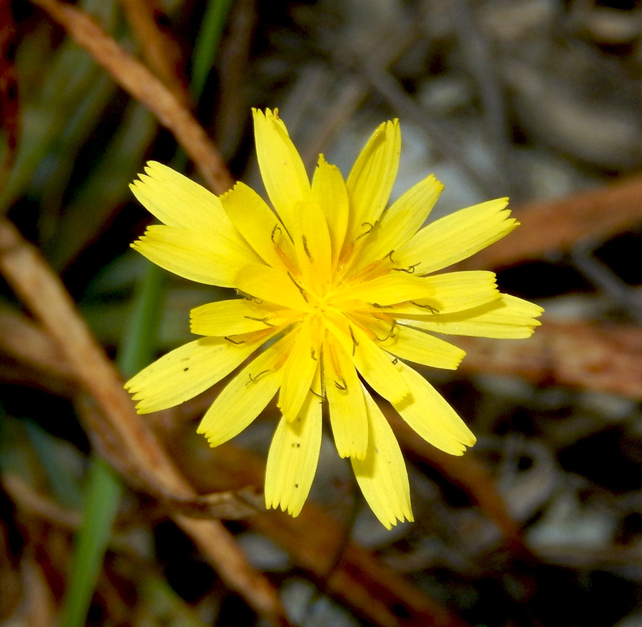 Image of Lagoseris sancta specimen.