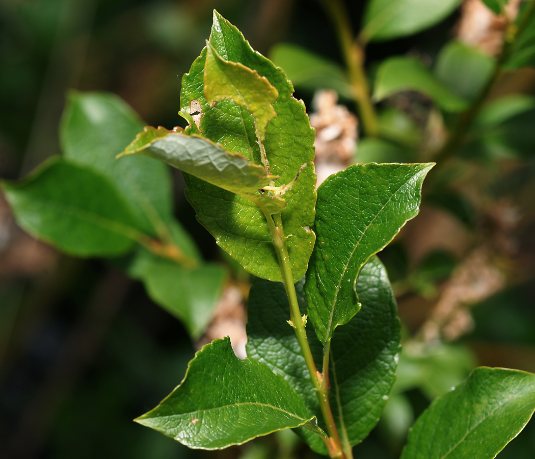 Изображение особи Salix starkeana.