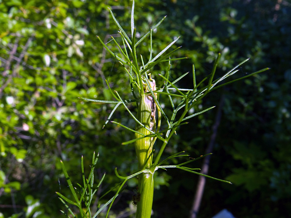 Image of Seseli annuum specimen.