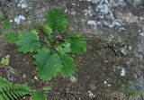 Micranthes oblongifolia. Плодоносящее растение. Приморский край, Партизанский р-н, окр. пос. Врангель, верховья р. Глинка, на скалах. 12.09.2015.