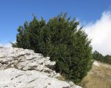 Taxus baccata. Молодое дерево. Крым, Ай-Петринская яйла, скалистый склон. 3 октября 2016 г.