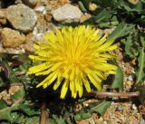 Taraxacum confusum