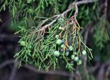 Juniperus seravschanica. Верхушка ветви с шишками. Таджикистан, Фанские горы, верховья р. Чапдара, ≈ 3000 м н.у.м., сухой склон. 02.08.2017.