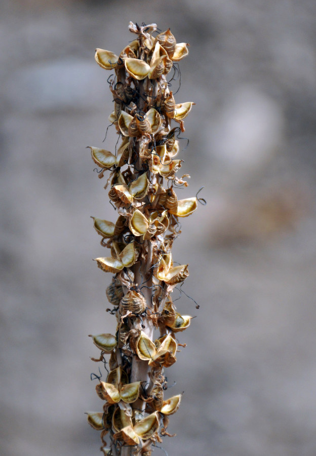 Image of genus Eremurus specimen.