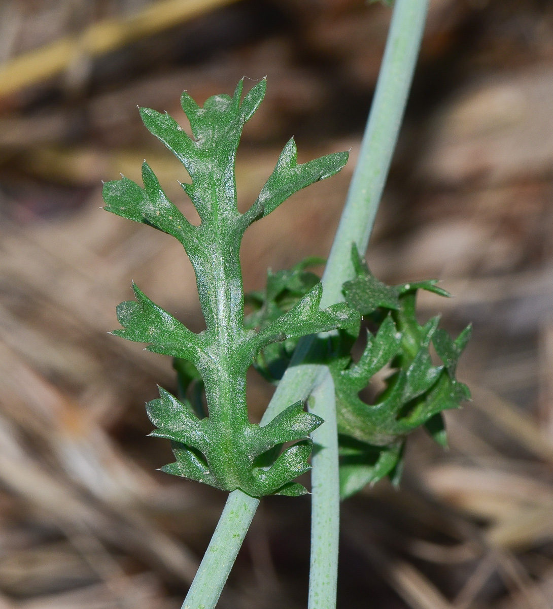 Изображение особи Glebionis coronaria.