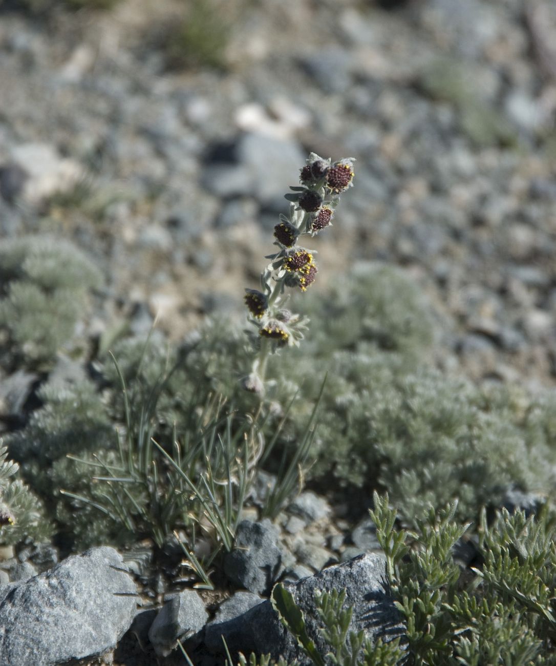 Изображение особи Artemisia altaiensis.