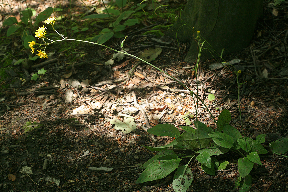 Изображение особи Hieracium silvaticum.