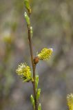 род Salix. Верхушка веточки с тычиночными соцветиями. Кабардино-Балкария, Эльбрусский р-н, правый берег реки Азау напротив пос. Терскол, высота ок. 2100 м н.у.м. 11.06.2008.