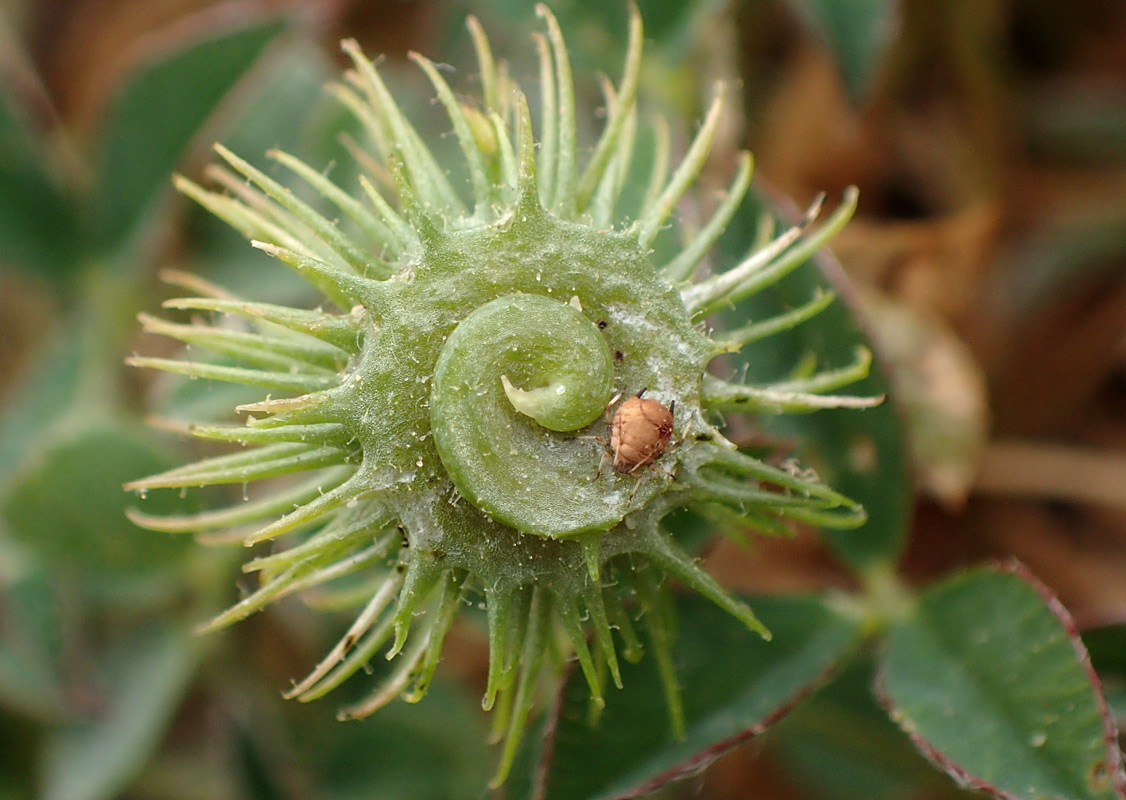 Image of Medicago disciformis specimen.