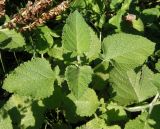 Salvia verticillata