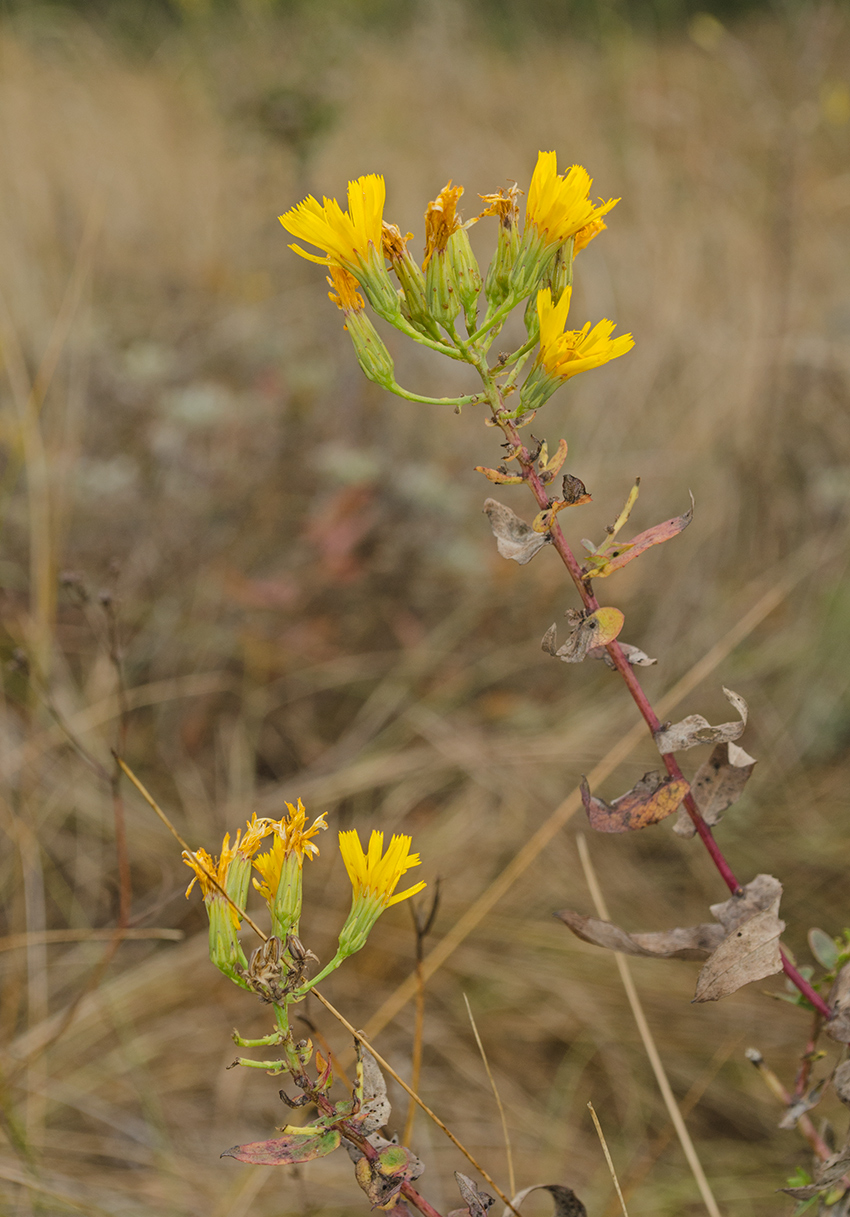 Изображение особи Hieracium virosum.