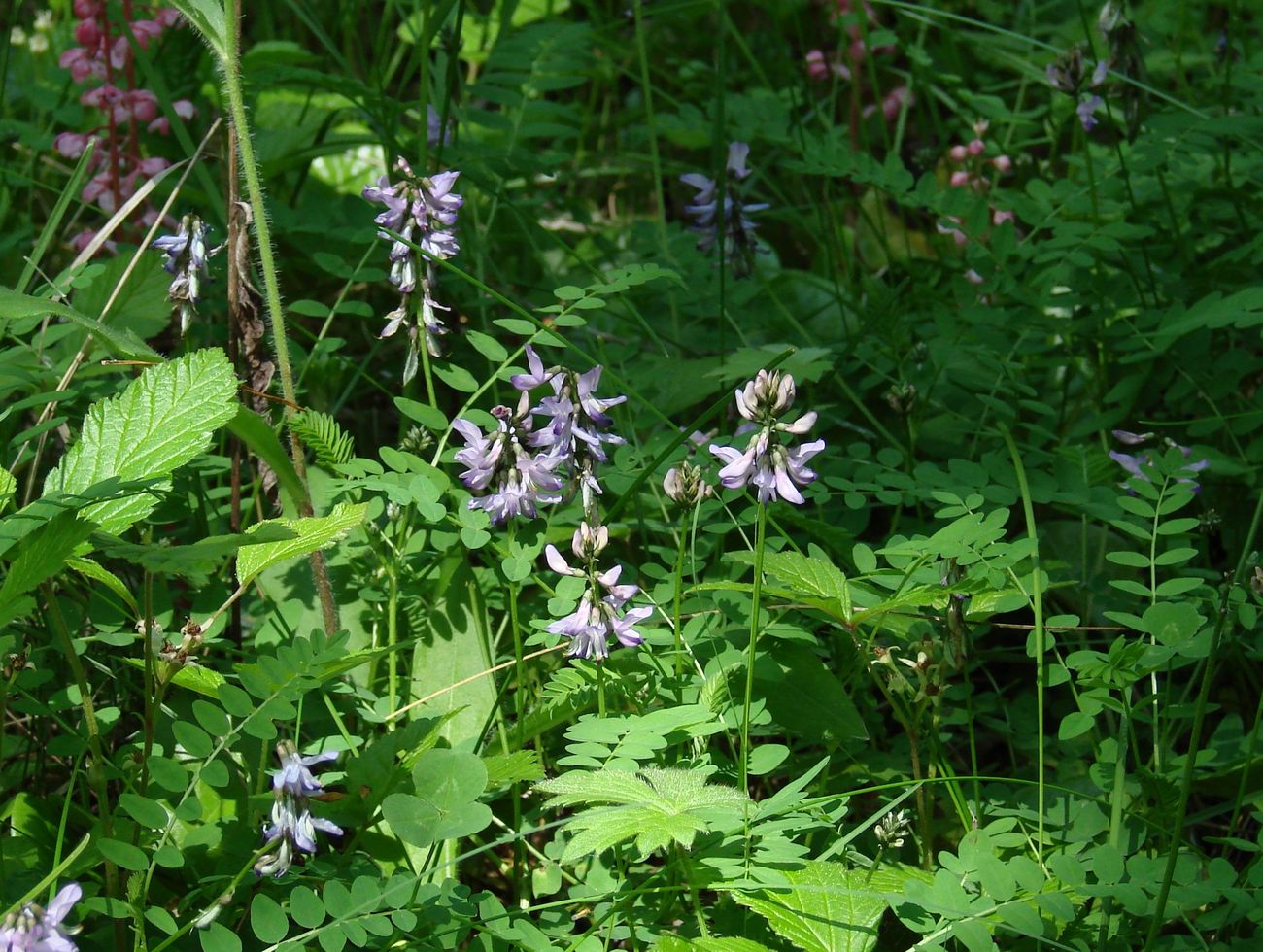 Изображение особи Astragalus alpinus.