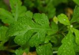 Pyrethrum parthenium