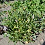 Cakile maritima ssp. integrifolia