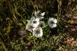 Anemone coronaria