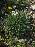 Achillea clavennae