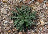 Cirsium vulgare