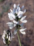 Astragalus pseudomacropterus