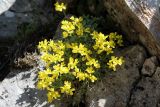 Draba arseniewii