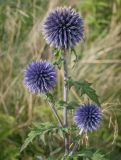 Echinops bannaticus. Верхушка зацветающего побега. Санкт-Петербург, Адмиралтейский р-н, остров Новая Голландия, в культуре. 08.09.2020.