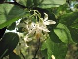 Styrax officinalis