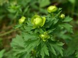 Trollius europaeus. Верхушка растения с бутонами. Марий Эл, Йошкар-Ола, Сосновая роща, разнотравный луг. 16.05.2021.