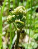 Pteridium pinetorum подвид sibiricum. Неразвернувшаяся вайя. Новосибирская обл., Новосибирский р-н, сосновый бор. Середина мая 2010 г.