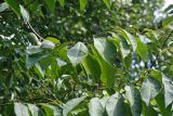 Asimina triloba. Ветвь с плодом. Республика Абхазия, г. Сухум. 21.08.2009.