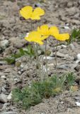 Papaver croceum