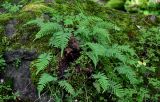 Polypodium cambricum. Взрослые растения в сообществе с Geranium robertianum. Грузия, Самцхе-Джавахети, окр. монастыря Мцване, широколиственный лес, поросший мхами камень на берегу реки. 12.06.2023.