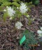 Thalictrum petaloideum