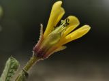 Cleome viscosa