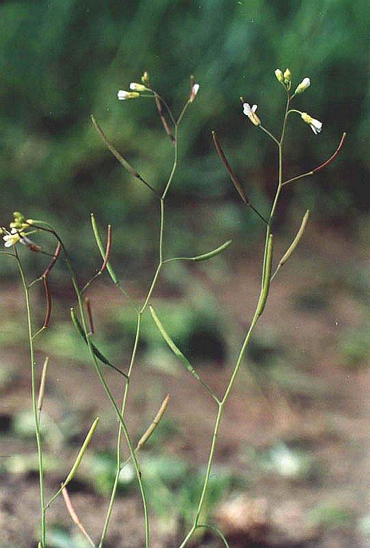 Изображение особи Arabidopsis thaliana.