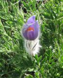 Pulsatilla taurica