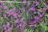 Astragalus tauricus