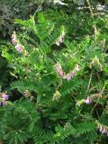 Vicia cassubica