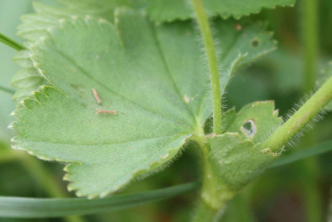 Изображение особи Alchemilla monticola.