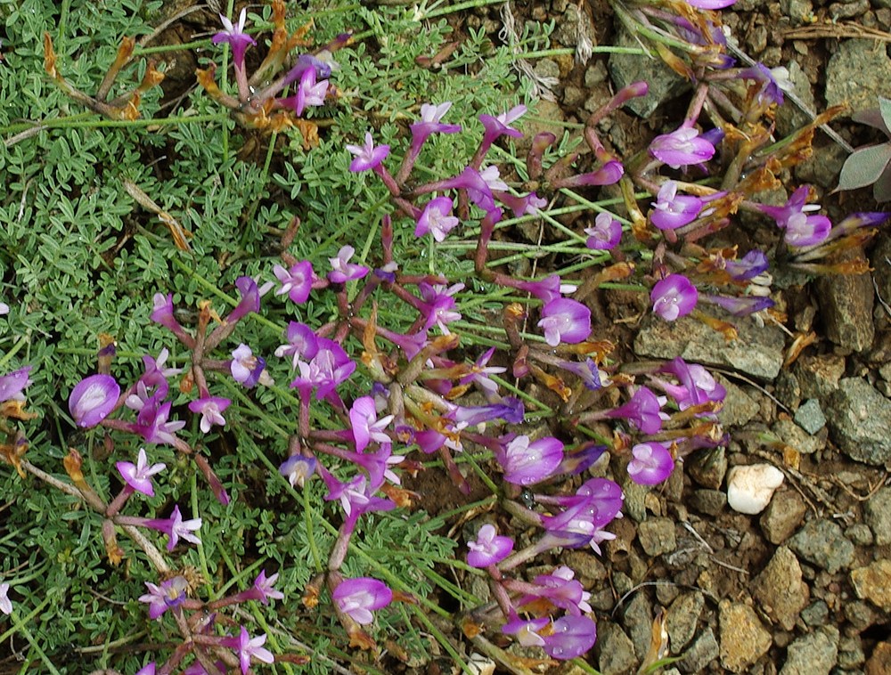 Изображение особи Astragalus stenoceras.