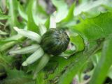 род Taraxacum