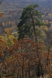 Pinus densiflora. Взрослое дерево в широколиственном лесу на горном склоне. Южное Приморье, Борисовское плато, заказник \"Леопардовый\", р. Лиственничная. 12.10.2011.