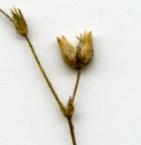 Arenaria serpyllifolia. Часть соцветия (сканированный образец). Курская обл., Железногорский р-н, ст. Мицень. 22 июля 2007 г.